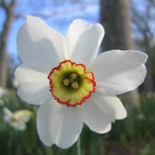 Poet S Daffodil Pheasant Eye Daffodil Detail Daffodils Narcissus Plants