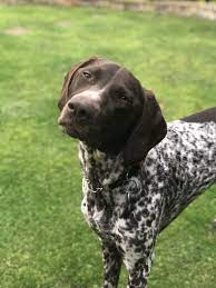 German shorthaired pointer puppy for sale. Pin By Noah Butler On My German Shorthaired Pointer German Shorthaired Pointer Dog German Shorthaired Pointer German Shepherd Puppies