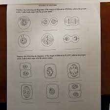 We did not find results for: Stages Of Mitosis Number The Following Six Dia Order Chegg Com