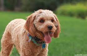 How big do cavapoos get. How Big Do Cavapoos Get Cavapoo Size Guide Oodle Life