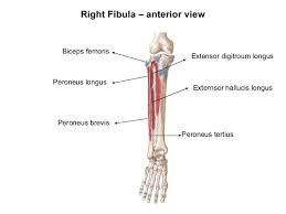 Bones of right arm and forearm. Lower Leg Bones Anatomy Anatomy Drawing Diagram