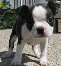 Please verify all information with the seller. Bulldog Terrier Mix Puppies Cheap Buy Online