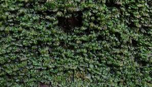 Image result for Hymenophyllum triangulare