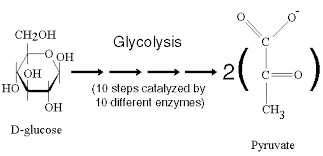 What products are produced as a result of glycolysis? How Is Glucose Changed During Glycolysis Socratic