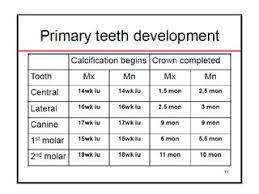 Pedo Tooth Development Charts By Kelly Hendricks Issuu