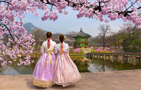 Selama pertumbuhan awal, pohon sakura akan membutuhkan air yang cukup banyak. Berkat Promo Istimewa Ke Korea Selatan Saat Musim Semi Jadi Lebih Murah