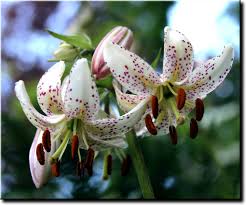 Image result for Lilium martagon Alba