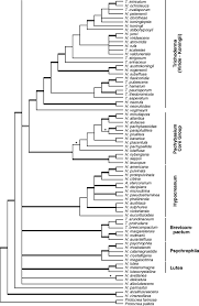 Showing big hairy bush in glide. European Species Of Hypocrea Part Ii Species With Hyaline Ascospores Springerlink