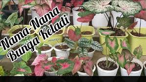 Tanaman ini sangat diminati oleh para pecinta bunga hias karena warna dari daun puring cukup bervariasi seperti kuning, hijau, ungu, jingga dan merah serta memiliki bentuk yang. Nama Nama Bunga Keladi Lokal Koleksi Pribadi Youtube