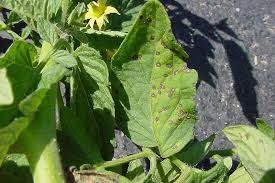We did not find results for: Identify And Treat Septoria Leaf Spot On Tomatoes Gardener S Path