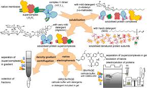 In a plant cell mitochondria highest amounts of atp is produced in the. Atp Synthase Superassemblies In Animals And Plants Two Or More Are Better Sciencedirect