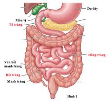 Protein được cơ thể hấp thụ dưới dạng các. Qua Trinh Tieu Hoa Thá»©c Äƒn á»Ÿ Ruá»™t Non Diá»…n Ra Cá»¥ Thá»ƒ NhÆ° Tháº¿ Nao