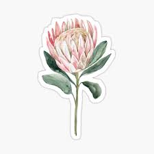 The species in the proteoideae group are native to south africa. Protea Stickers Redbubble