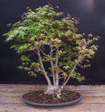 Bonsai Beginnings Bonsai Begins With A Seed Bonsai Garden Bonsai Bonsai Tree