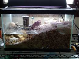 Pin On Fiddler Crabs
