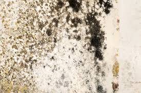 Bleach does not kill mold. How To Get Rid Of Black Mold