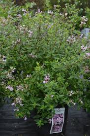 Image result for Falkia oblonga