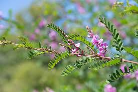 Image result for Indigofera paracapitata