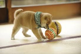 shiba おしゃれまとめの人気アイデア pinterest joy 2020 柴犬 子犬 美しい猫 可愛すぎる動物