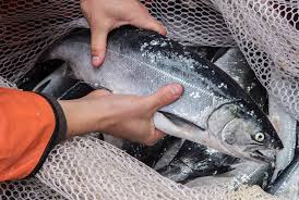 Hunger The Decline Of Salmon Adds To The Struggle Of Puget Sound S Orcas The Seattle Times