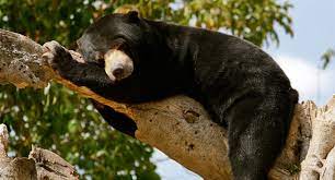 Maybe you would like to learn more about one of these? Sun Bear Si Beruang Madu Dari Kalimantan Get Borneo