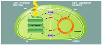 light dependent reaction process of light reaction