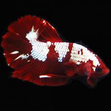 You'll find a high quality of healthy and colorful betta fish for sale. Home Bettasplendid Com
