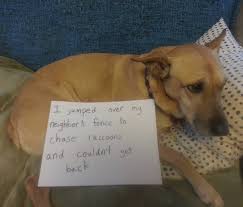 This is how i lift up my big dog. Not Pictured Me Having To Pick Up My 50 Lb Dog And Throw Her Over A Fence Dogshaming