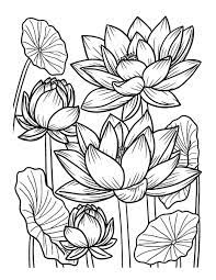 Coloriage Fleurs de lotus (Dessin de fleur à imprimer)