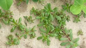 Prostrate spurge (euphorbia maculata) is another weed that somewhat resembles purslane, but it's toxic—it won't kill you, but it can make you ill.spurge has a similar growing pattern (low on the ground). Pink Purslane Nc State Extension Publications