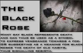 Black Rose Meaning Black Rose Meaning Rose Meaning Black Rose
