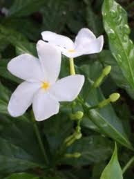 Flourishing in hardwood forests and the outskirts of pine forests, flowering dogwood is a popular shrub in florida. Flowers Trees Shrubs On The Golf Course Common Area Royal Wood Golf Country Club Naples Fl