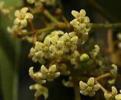 Image result for Secamone