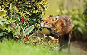 Monty also talks you through how to make your own, organic pesticide. Best Fox Deterrent For Repelling Foxes Garden Shed Reviews