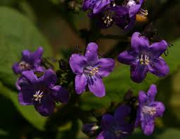 Image result for Wigandia urens