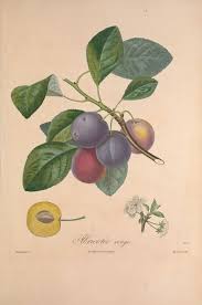 Gravures Fruits Gravures Arbres Fruitiers 437 Prune Abricotee Rouge Gravures Illustrations Dessins Images Dessin Botanique Arbre Fruitier Dessin