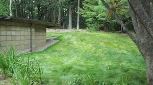Before you start overseeding your lawn, you need to prepare it first. Overseeding Your No Mow Lawn Prairie Nursery
