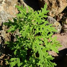 Image result for Dysphania schraderiana