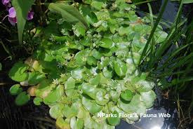 Image result for Nymphoides brevipedicellata