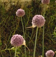 Image result for Gomphocarpus tenuifolius