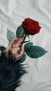 Pin On Flower