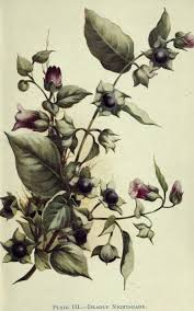 Colchicine is also used as a useful drug with less. Pin On Tattoo Time