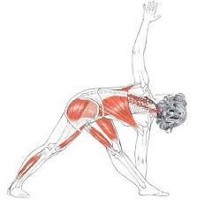El Camino Del Yoga Parivritta Trikonasana Anatomia De Yoga Ejercicios De Yoga Posturas De Yoga
