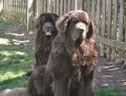 the bigger the newfoundland the better why bigger is not