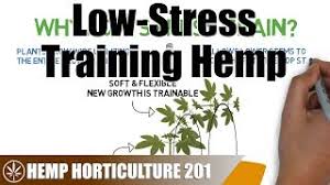 Sep 03, 2015 · these thoughts can lead to anxiety, resentments, stress, and depression, all of which can lead to relapse. How To Low Stress Train Lst Hemp Youtube