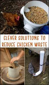 Clever Solutions To Reduce Chicken Feed Waste Chicken Feed Chicken Diy Raising Chickens