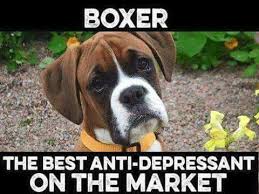 Boxer Dog Quotes 99 Of The Time This Is True Then Comes The 1 When You Need To Say Boxer Dog Quotes Boxer Dogs Funny Funny Boxer