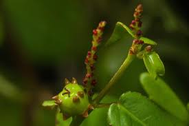 Image result for Euphorbia corniculata