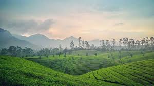 Ada banyak rekomendasi wisata alam yang bisa kamu nikmati selama berkunjung ke lembang. Sensasi Camping Sambil Tea Walk Di Kebun Teh Sukawana