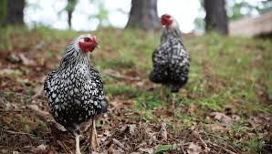 More than just a green space, your backyard is often considered an extra living area used for cooking, dining, entertaining, and relaxing. Marek S Disease What It Is How To Prevent It Insteading